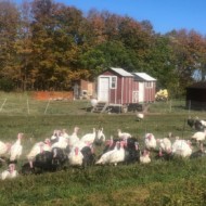 Gray Family Farm 